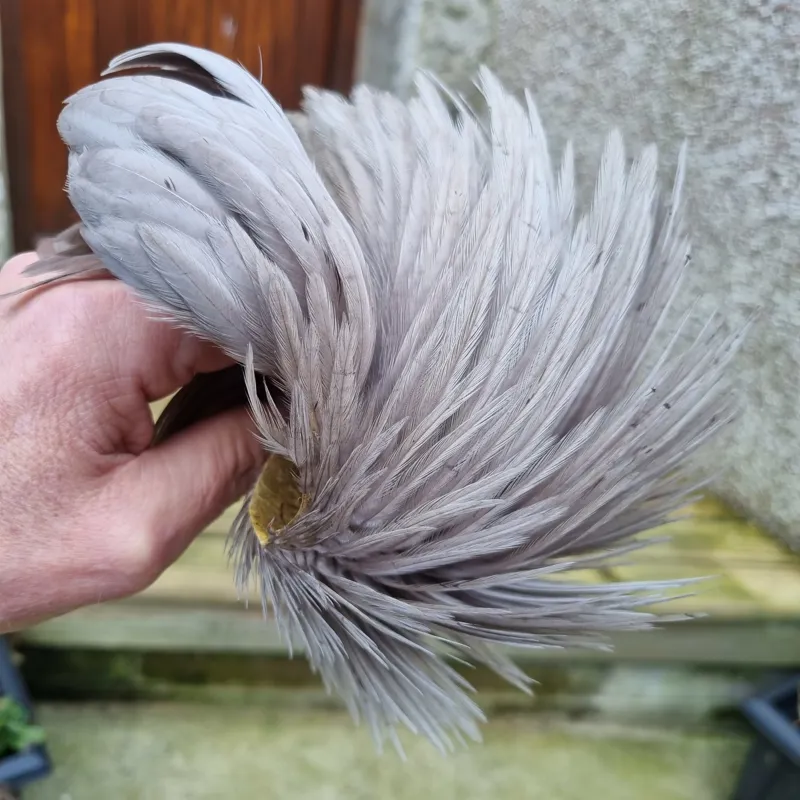 Whiting Exclusive WET Fly Hen Cape in Medium Dun-4